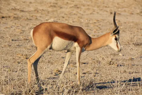 Namibia_Etosha_190.jpg
