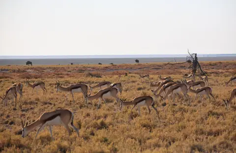 Namibia_Etosha_198.jpg