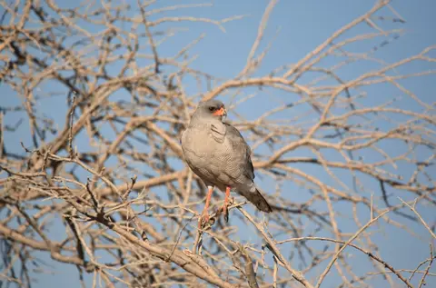 Namibia_Etosha_199.jpg