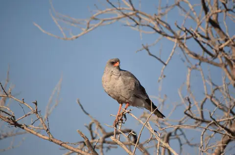 Namibia_Etosha_203.jpg