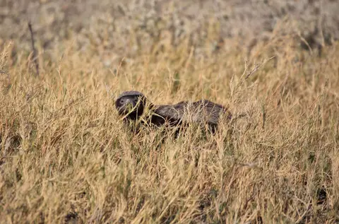 Namibia_Etosha_204.jpg