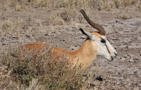 Namibia_Etosha_215.jpg