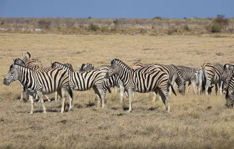 Namibia_Etosha_221.jpg