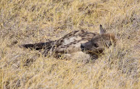 Namibia_Etosha_224.jpg