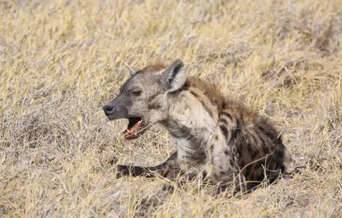 Namibia_Etosha_226.jpg