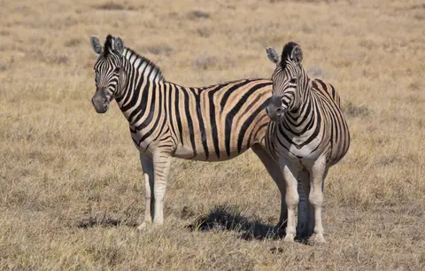 Namibia_Etosha_227.jpg
