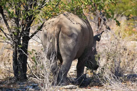 Namibia_Etosha_228.jpg