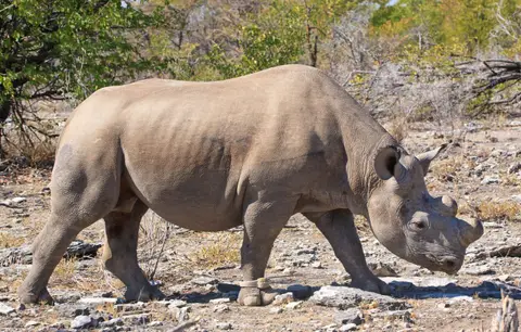 Namibia_Etosha_230.jpg