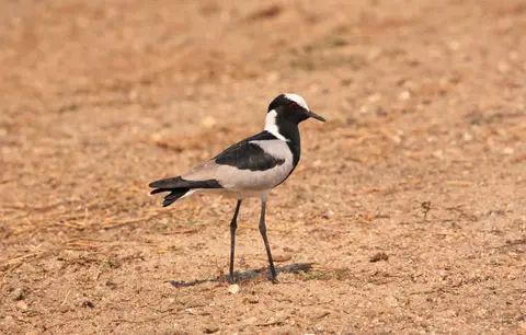 Namibia_Etosha_240.jpg