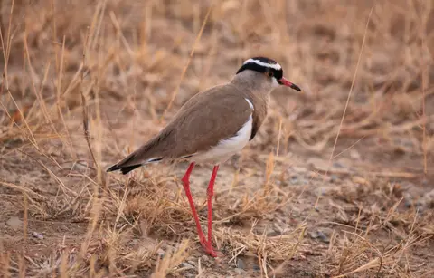 Namibia_Etosha_242.jpg