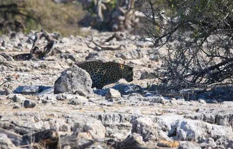 Namibia_Etosha_257.jpg