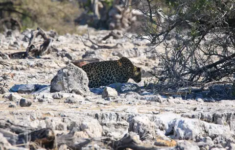 Namibia_Etosha_258.jpg