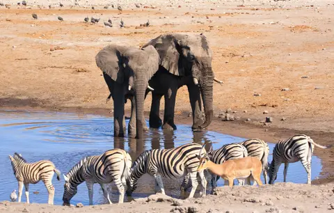 Namibia_Etosha_262.jpg