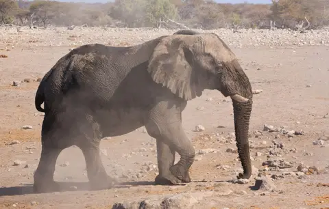 Namibia_Etosha_263.jpg