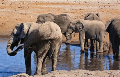 Namibia_Etosha_269.jpg