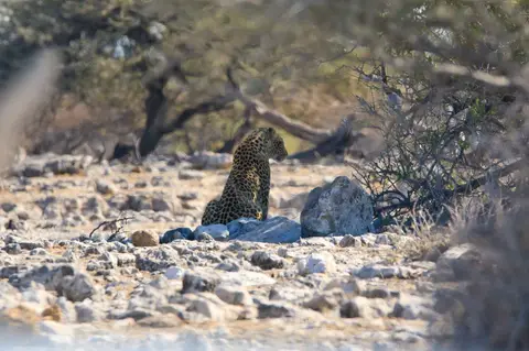 Namibia_Etosha_272.jpg
