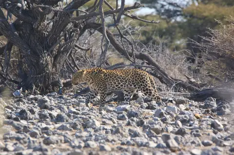 Namibia_Etosha_274.jpg