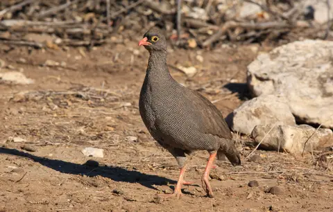 Namibia_Etosha_283.jpg