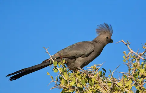 Namibia_Etosha_287.jpg