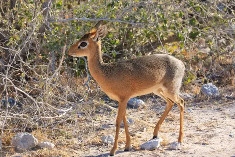 Namibia_Etosha_300.jpg