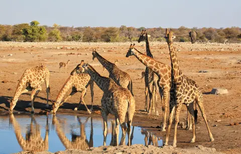 Namibia_Etosha_303.jpg