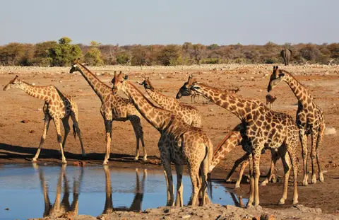 Namibia_Etosha_304.jpg