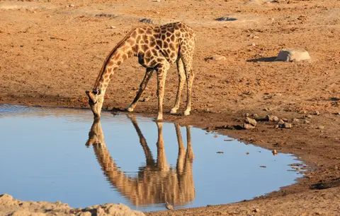 Namibia_Etosha_314.jpg