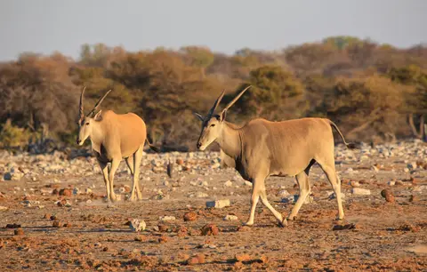 Namibia_Etosha_326.jpg