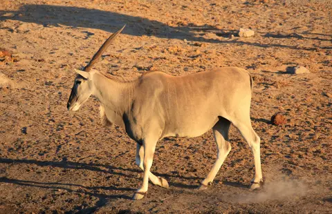 Namibia_Etosha_327.jpg