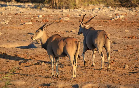 Namibia_Etosha_335.jpg