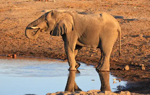 Namibia_Etosha_343.jpg
