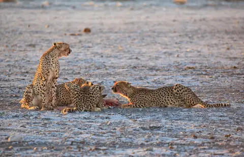 Namibia_Etosha_347.jpg