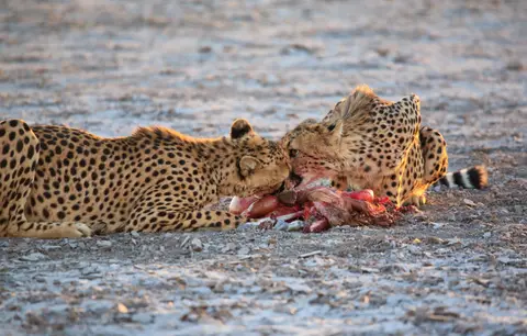 Namibia_Etosha_349.jpg