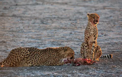 Namibia_Etosha_352.jpg