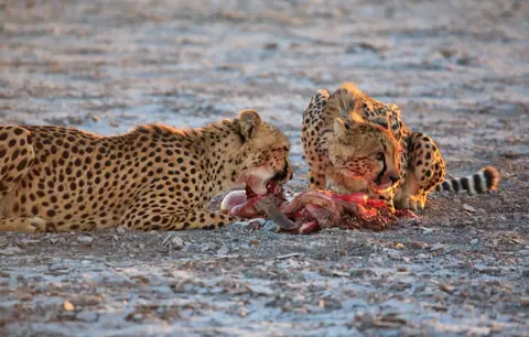 Namibia_Etosha_353.jpg