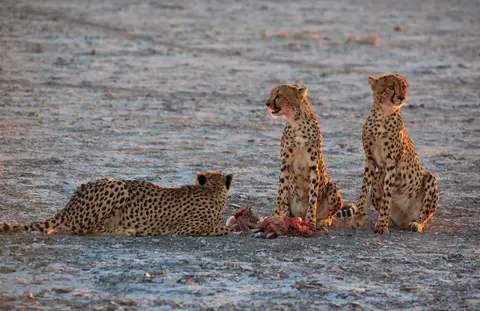 Namibia_Etosha_356.jpg
