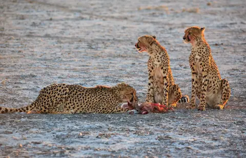 Namibia_Etosha_357.jpg