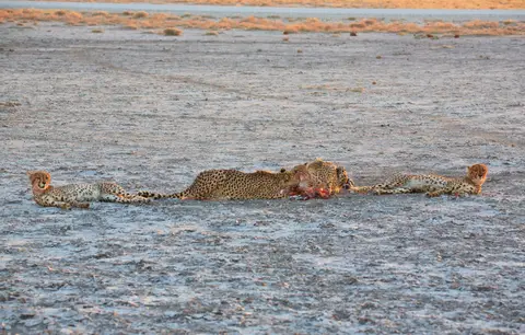 Namibia_Etosha_358.jpg
