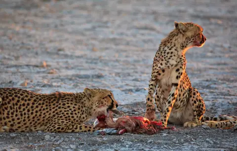 Namibia_Etosha_362.jpg