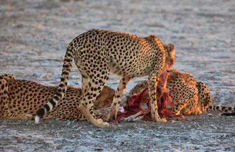 Namibia_Etosha_364.jpg