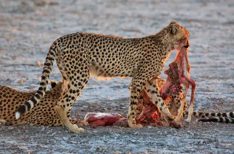 Namibia_Etosha_365.jpg