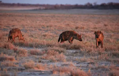 Namibia_Etosha_371.jpg
