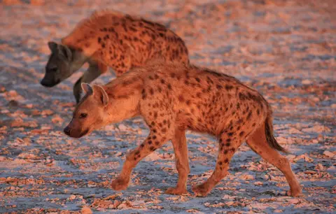 Namibia_Etosha_374-2.jpg