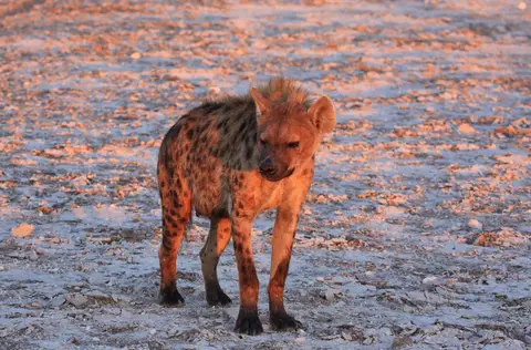 Namibia_Etosha_375.jpg
