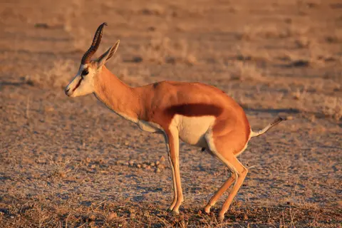 Namibia_Etosha_378.jpg