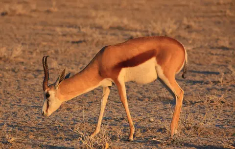 Namibia_Etosha_379.jpg