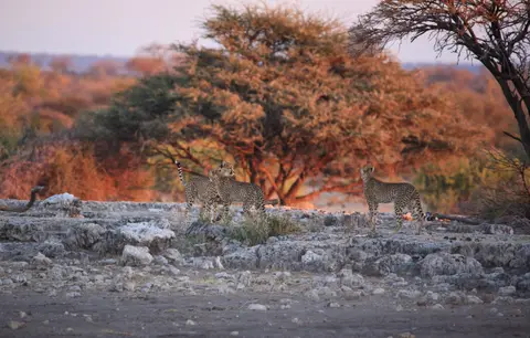 Namibia_Etosha_388.jpg