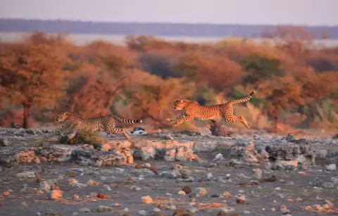 Namibia_Etosha_389.jpg