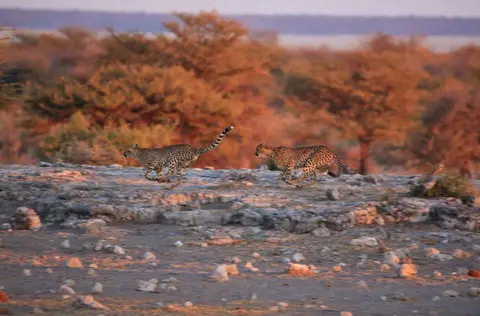 Namibia_Etosha_390.jpg