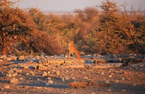 Namibia_Etosha_391.jpg
